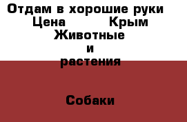 Отдам в хорошие руки › Цена ­ 100 - Крым Животные и растения » Собаки   . Крым